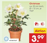 Christrose im Angebot bei Netto Marken-Discount in Eisenach Christrose Angebote bei Netto Marken-Discount Eisenach für 3,99 €