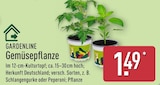 Gemüsepflanze von Gardenline im aktuellen ALDI Nord Prospekt