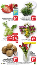 Aktueller EDEKA Prospekt mit Tulpen, "Aktuelle Angebote", Seite 7