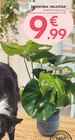 MONSTERA DELICIOSA à Truffaut dans Bordeaux MONSTERA DELICIOSA à Truffaut dans Bordeaux