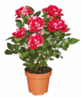 Aktuelles zweifarbige Rose Angebot bei Netto Marken-Discount in Bottrop ab 2,99 €