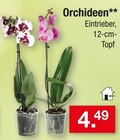 Orchideen Angebote bei Zimmermann Goslar für 4,49 €