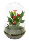 Terrarium avec anthurium 'Million flowers' - Truffaut - Truffaut Terrarium avec anthurium 'Million flowers' - Truffaut à 24,99 € dans le catalogue Truffaut