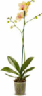 Aktuelles Orchidee Phalaenopsis Angebot bei Netto Marken-Discount in Aachen ab 5,99 €