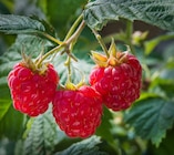 Promo Framboisier à 3,99 € dans le catalogue Point Vert à Soumoulou