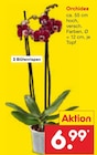 Orchidee für 6,99 € bei Netto Marken-Discount im Angebot Orchidee im aktuellen Netto Marken-Discount Prospekt