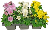 Chrysanthemen von  im aktuellen REWE Prospekt für 3,99 €