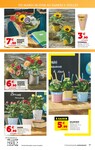 Plantes Plantes
