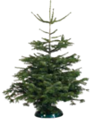 Aktuelles Christbaum "Nordmanntanne" Angebot bei EDEKA in Neumarkt (Oberpfalz) ab 17,99 €