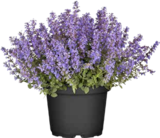 Katzenminze (Nepeta x faassenii) im Angebot bei OBI in Amberg Katzenminze (Nepeta x faassenii) Angebote von GROW by OBI bei OBI Amberg für 7,99 €