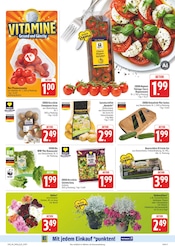 Pflanzen im EDEKA Prospekt in Altenburg Aktueller EDEKA Prospekt mit Pflanzen, "Wir lieben Lebensmittel!", Seite 9