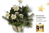 EDEKA - Christrosen im Betontopf Angebot im Prospekt Christrosen im Betontopf bei EDEKA im Prospekt "" für 9,99 €