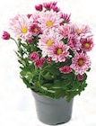 Chrysanthemen im Angebot bei Netto mit dem Scottie in Rostock Chrysanthemen Angebote bei Netto mit dem Scottie Rostock für 1,79 €