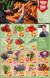 Ähnliche Weihnachtsstern Angebote im Prospekt "Dein Markt" von REWE in Wiesbaden Ähnliche Angebote wie Weihnachtsstern im Prospekt "Dein Markt" auf Seite 9 von REWE in Wiesbaden