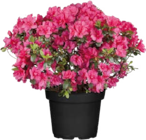 Aktuelle Blumen Angebote bei Globus-Baumarkt in Magdeburg Aktuelles Japanische Azalee Angebot bei Globus-Baumarkt in Magdeburg ab 9,99 €