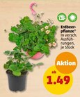 Erdbeerpflanze Angebot in Walsrode Erdbeerpflanze im aktuellen Prospekt bei Penny-Markt in Walsrode