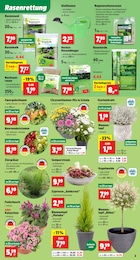 Gräser Angebot & Preis im aktuellen Thomas Philipps Prospekt Gräser Angebot im aktuellen Thomas Philipps Prospekt auf Seite 5