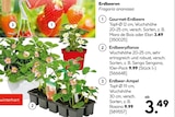 Gourmet-Erdbeere, Erdbeerpflanze oder Erdbeer-Ampel im Angebot bei Hellweg in Zwickau Gourmet-Erdbeere, Erdbeerpflanze oder Erdbeer-Ampel Angebote bei Hellweg Zwickau für 3,49 €