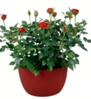 Rosenschale im aktuellen toom Baumarkt Prospekt