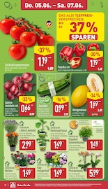 Stauden im ALDI Nord Prospekt in Wolfenbüttel Aktueller ALDI Nord Prospekt mit Stauden, "Aktuelle Angebote", Seite 32