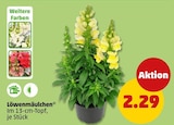 Löwenmäulchen im Penny Prospekt Löwenmäulchen im aktuellen Penny Prospekt für 2,29 €
