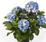 Hortensien Angebote bei Wreesmann Dessau-Roßlau für 9,99 €