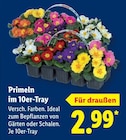 Lidl - Primeln im 10er-Tray Angebot im Prospekt Primeln im 10er-Tray bei Lidl im Prospekt "" für 2,99 €