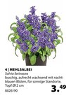 Mehlsalbei im Angebot bei Dehner Garten-Center in Fellbach Mehlsalbei Angebote bei Dehner Garten-Center Fellbach für 3,49 €