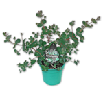 Eukalyptus im Penny Prospekt Eukalyptus im aktuellen Penny Prospekt für 2,49 €