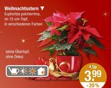 Weihnachtsstern im V-Markt Prospekt Weihnachtsstern von im aktuellen V-Markt Prospekt für 3,99 €