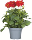 toom Baumarkt Heichelheim Prospekt mit  im Angebot für 2,99 €