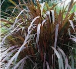 Promo Cordyline Red Star à 7,90 € dans le catalogue Hyper U à Mouxy