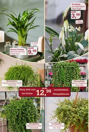 Palme im Garten-Center Nordharz GmbH & Co. KG Prospekt in Kassel Aktueller Garten-Center Nordharz GmbH & Co. KG Prospekt mit Palme, "FRÖHLICHE ADVENTSZEIT", Seite 10