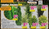 Bäume im Angebot bei Hornbach in Potsdam Bäume Angebote von FloraSelf bei Hornbach Potsdam für 6,99 €