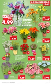 Aktueller Kaufland Prospekt mit Blumen, "Hier bin ich richtig", Seite 14