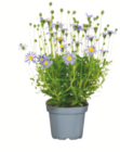 Aktuelle Blumen Angebote bei toom Baumarkt in Bremen Aktuelles Kapaster Angebot bei toom Baumarkt in Bremen ab 2,99 €