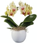 Orchidée twister ou arceau - Lidl à Versailles Orchidée twister ou arceau en promo chez Lidl Versailles à 15,99 €