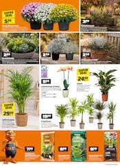 Palme im OBI Prospekt in Schwabach Aktueller OBI Prospekt mit Palme, "SUPER DEALS IM OKTOBER!", Seite 2