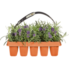 Lavendel im Angebot bei Netto Marken-Discount in Zwickau Lavendel Angebote bei Netto Marken-Discount Zwickau für 5,99 €