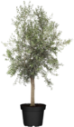 Aktuelle Oliven Angebote bei Globus-Baumarkt in Bottrop Aktuelles Olivenbaum (Olea europea Arbequina) Angebot bei Globus-Baumarkt in Bottrop ab 99,00 €