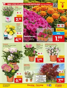 Pflanzen im aktuellen Netto Marken-Discount Prospekt (Köln) Pflanzen im Netto Marken-Discount Prospekt "Aktuelle Angebote" mit 58 Seiten (Köln)