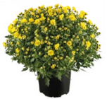 Raiffeisenmarkt - Herbst-Chrysanthemen Angebot im Prospekt Herbst-Chrysanthemen bei Raiffeisenmarkt im Prospekt "" für 4,99 €