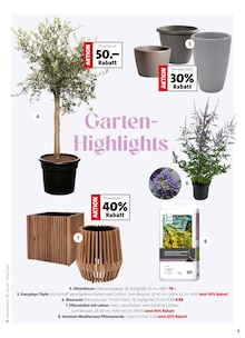 Pflanzen im Blumen Ostmann Prospekt "Ein Sommer voller Blumen" mit 8 Seiten (Bremen)