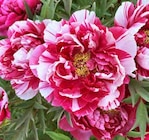 Strauchpfingstrose im Pflanzen Kölle Prospekt Strauchpfingstrose von im aktuellen Pflanzen Kölle Prospekt für 12,99 €