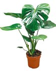 Monstera "Deliciosa" im aktuellen Netto mit dem Scottie Prospekt