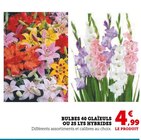 Bulbes 40 glaïeuls ou 25 lys hybrides dans le catalogue Super U