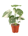Lidl Eschwege - Thai-Monstera Angebot im Prospekt Thai-Monstera bei Lidl im Eschwege Prospekt für 13,99 €