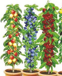 Garten im aktuellen Zimmermann Prospekt Säulenobst für 9,99 € bei Zimmermann im Angebot