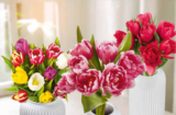 Tulpen Harlekin Angebote bei Netto Marken-Discount Sankt Augustin für 3,69 €