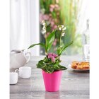 Muguet 2 griffes avec plante en promo chez Carrefour Market Niort à 6,99 €